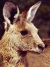 klokan Skippy