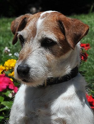 pes Uggie
