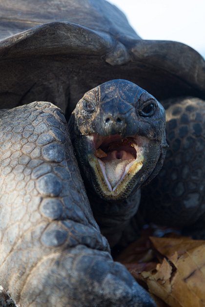 Aldabra: Byl jednou jeden ostrov