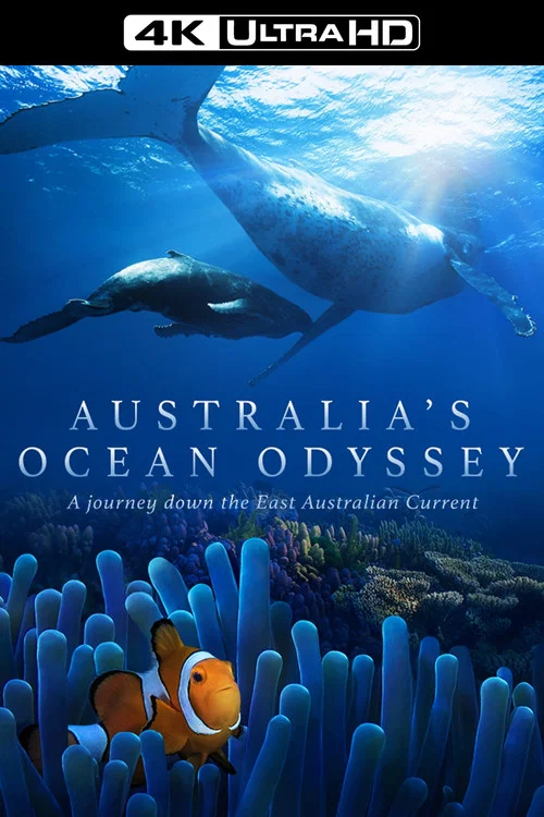 Australia's Ocean Odyssey A Journey Down The East Australian Current