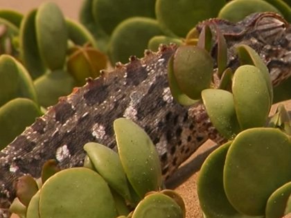 Chameleoni - pouštní draci