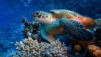 Coral Reef Adventure