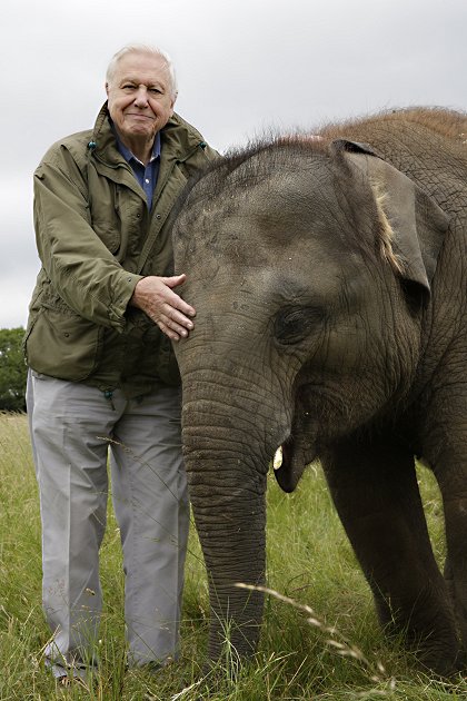 David Attenborough: Slon jménem Jumbo