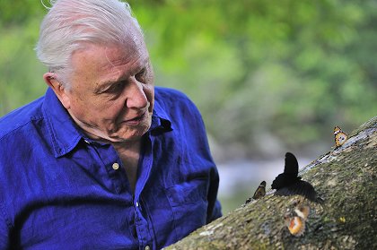 David Attenborough: Život v oblacích