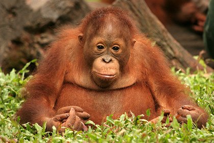 Deníky orangutanů