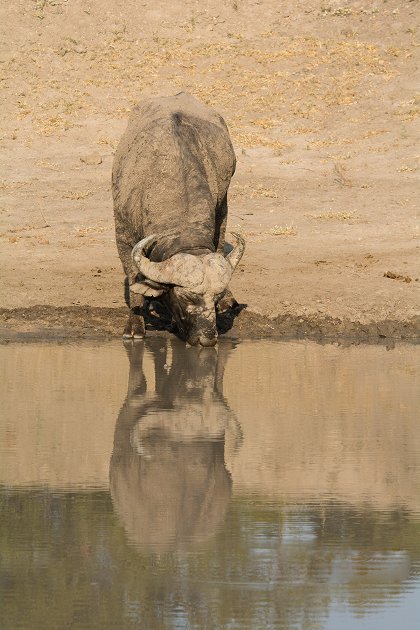 Divoká Afrika: Řeka života