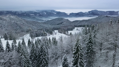 Divoká Poľana: Vlci z Poľany