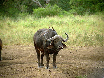 Divoké safari 3D