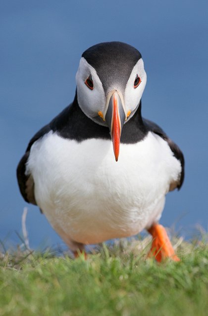 Divoké Shetlandy