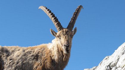 Engadin: Švýcarská divočina