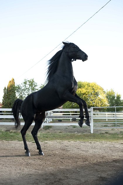 Flicka: Country Pride