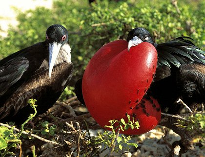 Galapágy