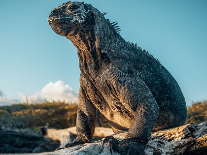 Galapágy - laboratoř evoluce