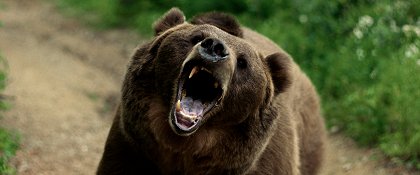 Grizzly Night