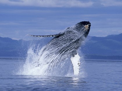 Humpback Whales