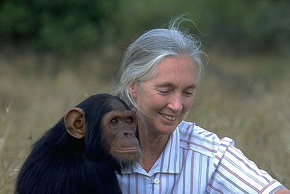 Jane Goodall a její šimpanzi