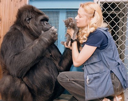 Koko, le gorille qui parle