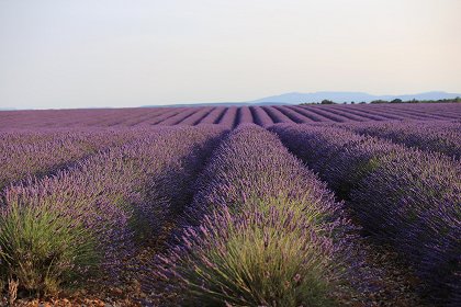 La Fève Tonka du Vénézuela