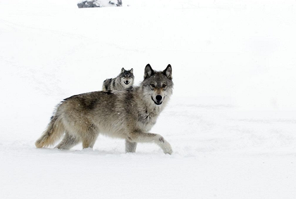 La Jeune Fille et les loups