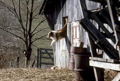 Lassie