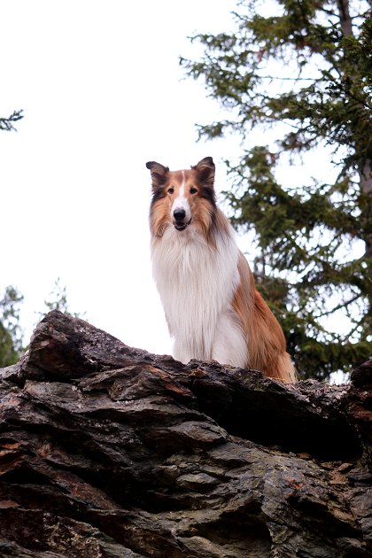 Lassie: Nové dobrodružství