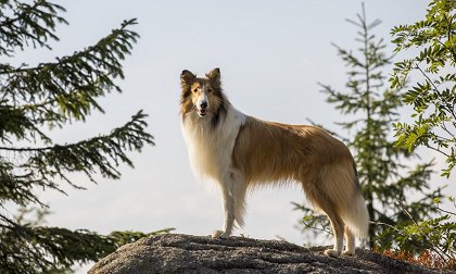 Lassie se vrací