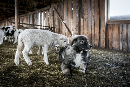 Living with Wolves