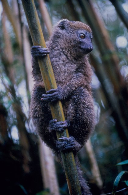 Madagaskar - ztracený svět