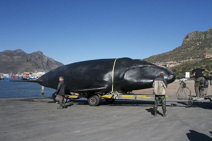 Megalodon: Obří superžralok žije