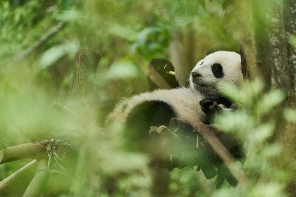 Panda a já
