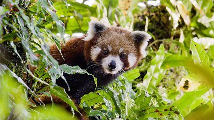 Panda červená: Himálajské tajemství