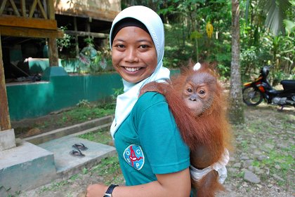 Poslední orangutani na Sumatře