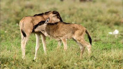 Přežití v Serengeti