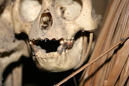 Siberut