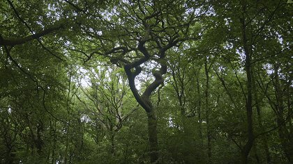 Tajemné stromy - dokonalé přírodní systémy