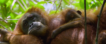 Tajný život orangutanů