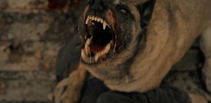 The Dogs