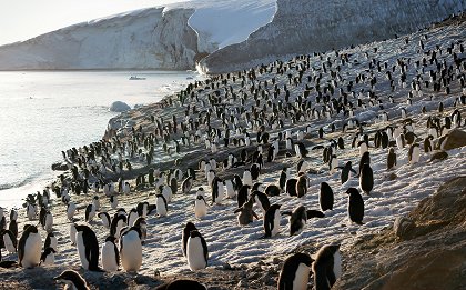 Tučňáci