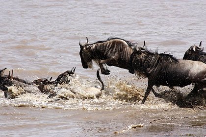 Velkolepý park Serengeti
