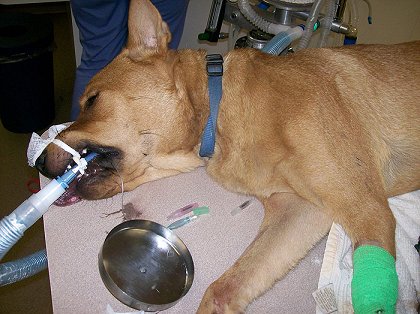 Veterinární policie: Phoenix