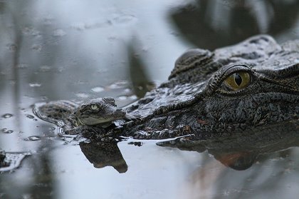 Závody ve zbrojení v říši zvířat
